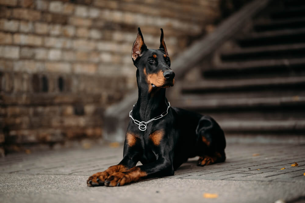 top 10 attack dog breeds