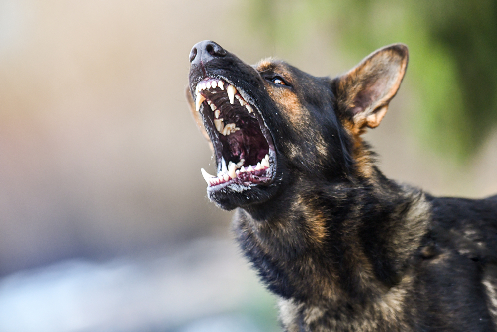 top 10 attack dog breeds