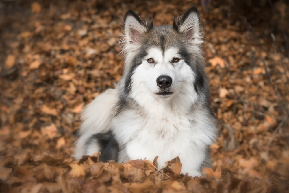 Wolf Hybrid dog